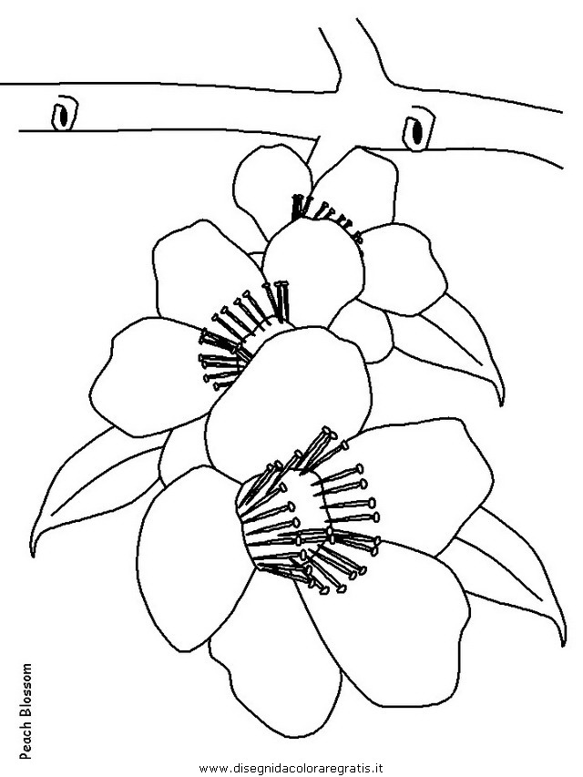 natura/fiori/fiori_fiore_163.JPG