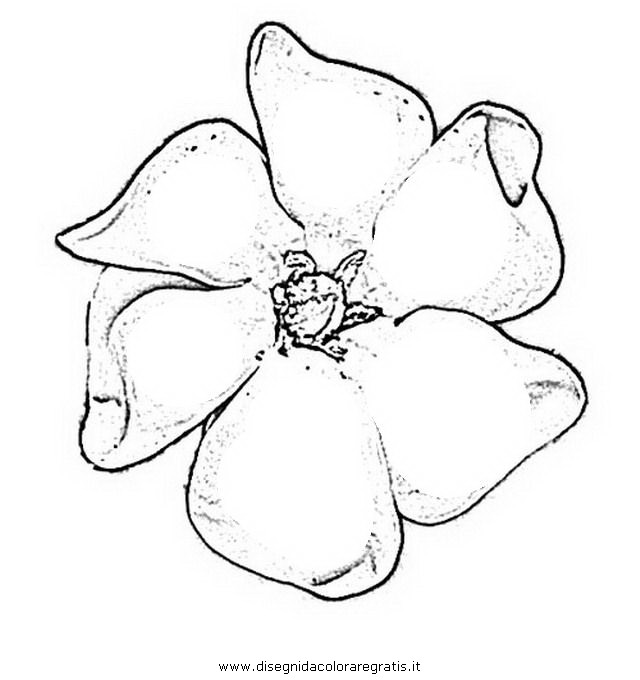 natura/fiori/gardenia_gardenie.JPG