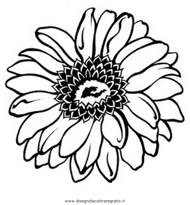 natura/fiori/gerbera_gerbere-3.JPG