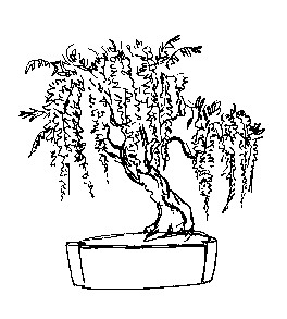 natura/fiori/glicine_bonsai.jpg