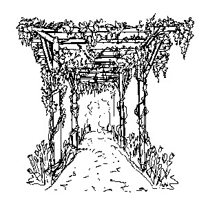 natura/fiori/glicine_pergola.jpg