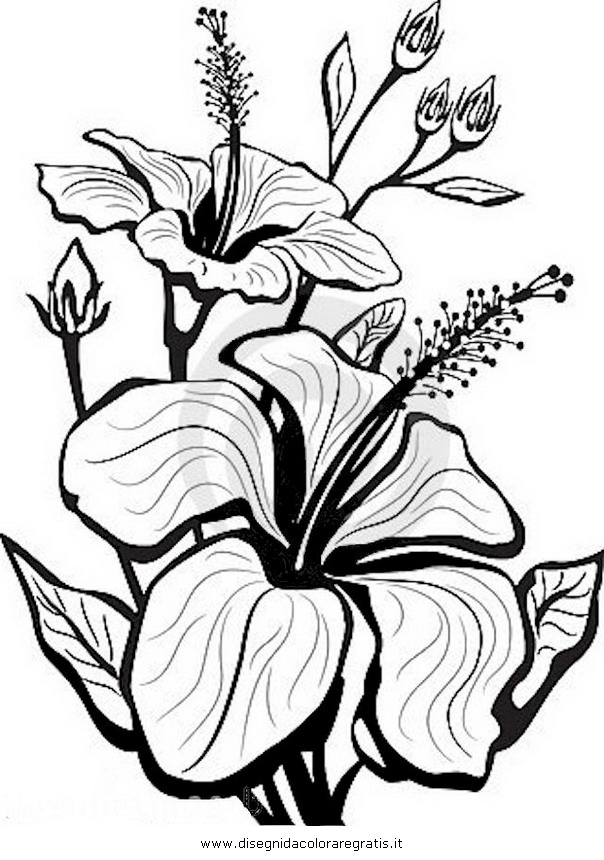 natura/fiori/ibisco_1.JPG