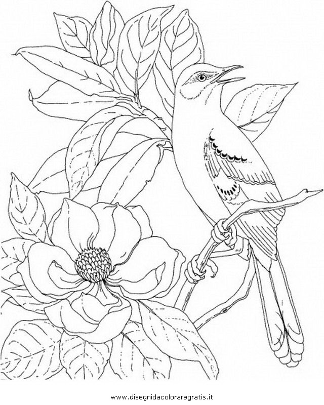 natura/fiori/magnolia_2.JPG