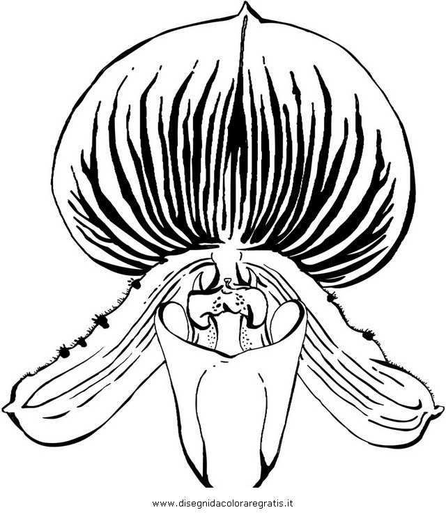 natura/fiori/orchidea_04.JPG