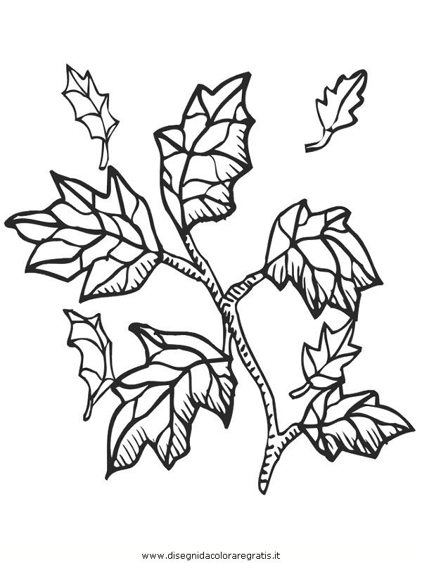 natura/foglie/foglie19.JPG