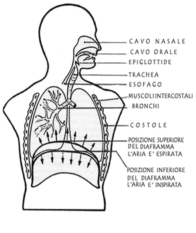 persone/corpo_umano/ApparatoFonoRespiratorio.jpg