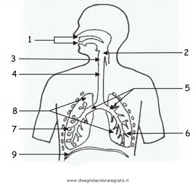 persone/corpo_umano/apparato_respiratorio.JPG