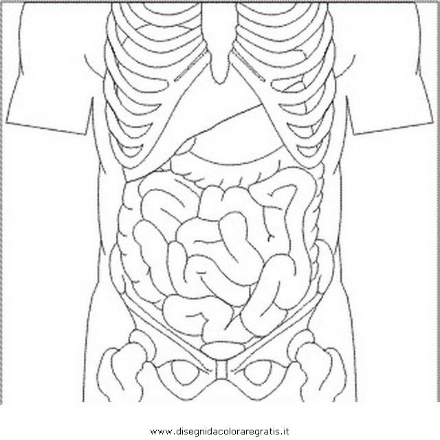persone/corpo_umano/intestino.JPG