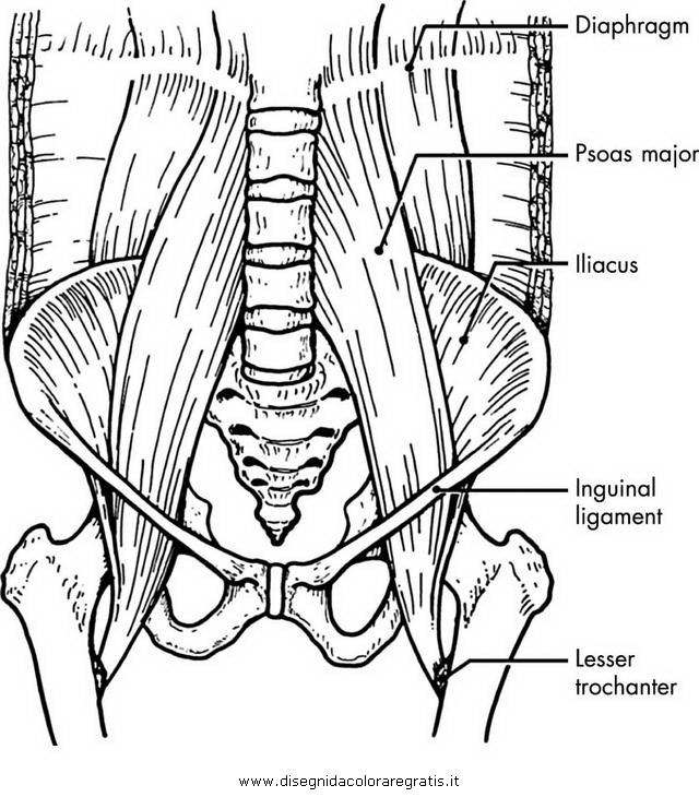 persone/corpo_umano/muscoli_40.JPG