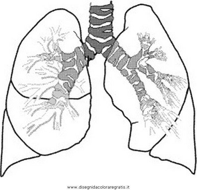 Apparato Respiratorio Ist Superiore Aiutodislessia Net Pagina Da Colorare