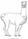 animali/animalimisti/alpaca.JPG