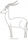 animali/animalimisti/antilope_impala2.JPG