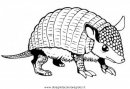 animali/animalimisti/armadillo_2.jpg