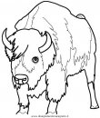 animali/animalimisti/bisonte_bisonti_35.JPG