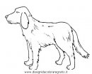 animali/cani/cane_096.JPG