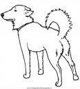 animali/cani/cane_160.JPG