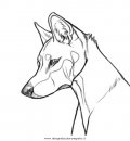 animali/cani/dingo_3_p01.JPG