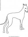 animali/cani/greyhound.JPG