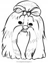 animali/cani/shih_tzu.JPG