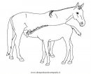 animali/cavalli/cavallo_097.JPG