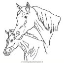 animali/cavalli/cavallo_114.JPG