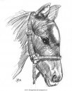 animali/cavalli/cavallo_76.JPG