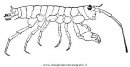 animali/crostacei/gambero_01.JPG