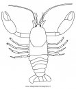 animali/crostacei/gambero_05.JPG