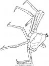 animali/crostacei/giant-japanese-spider-crab.JPG