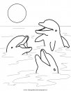 animali/delfini/delfino_delfini01.JPG