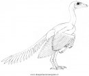 animali/dinosauri/Archeopteryx_4.JPG