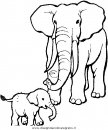 animali/elefanti/elefante_13.JPG