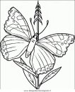 animali/farfalle/farfalla_39.JPG