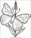 animali/farfalle/farfalla_39.JPG