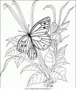 animali/farfalle/farfalla_50.JPG
