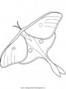 animali/farfalle/farfalla_a1.JPG