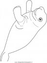 animali/foche/foca_foche_08.JPG