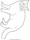 animali/gatti/Maine-Coon.JPG
