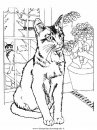 animali/gatti/gatto_002.JPG