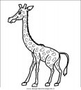 animali/giraffe/giraffa_08.JPG