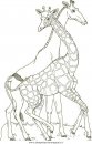 animali/giraffe/giraffa_19.jpg