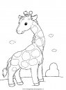 animali/giraffe/giraffa_26.JPG