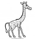 animali/giraffe/giraffa_29.JPG