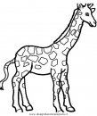 animali/giraffe/giraffa_38.JPG