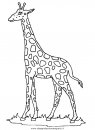 animali/giraffe/giraffa_46.JPG