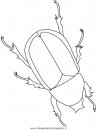 animali/insetti/beetle.JPG