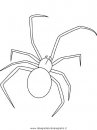 animali/insetti/black-widow-spider.JPG