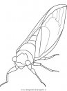 animali/insetti/cicada.JPG