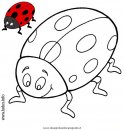 animali/insetti/coccinella.JPG