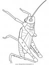 animali/insetti/grasshopper.JPG